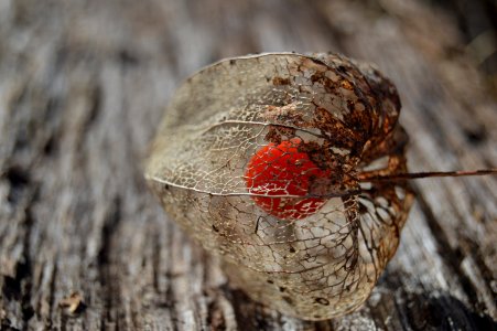 Chinese Lantern