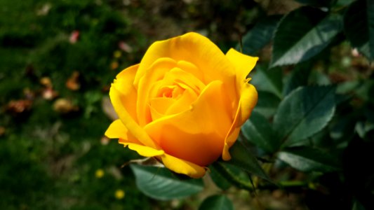 Yellow Flower