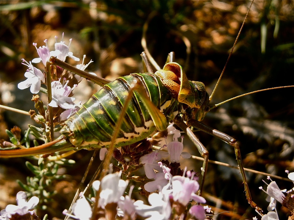 Grasshopper forest nature