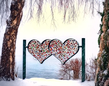 Heart Shape On Tree