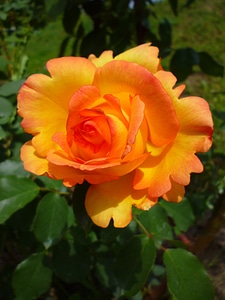 Summer flower nature flower bud