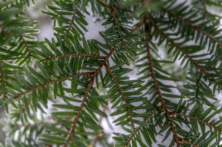 Lightly Frozen Leaves