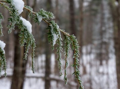 Icy Pine Finger