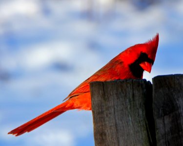 Bird Red Sky Beak photo