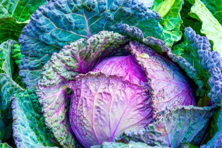 Purple Vegetable Leaf Cabbage