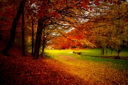 Nature Autumn Leaf Woodland
