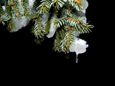 Tree Pine Family Spruce Fir
