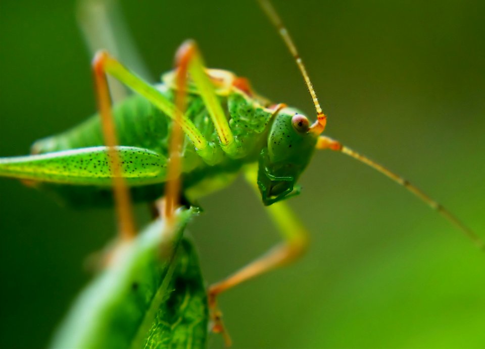 Insect Locust Cricket Cricket Like Insect