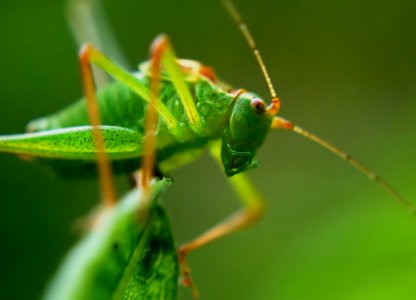 Insect Locust Cricket Cricket Like Insect photo