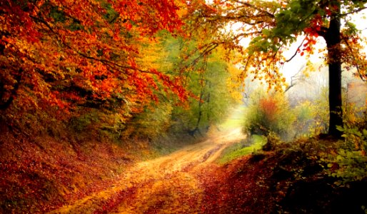 Nature Woodland Autumn Forest photo