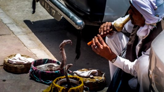 Snake Charming Delhi India photo