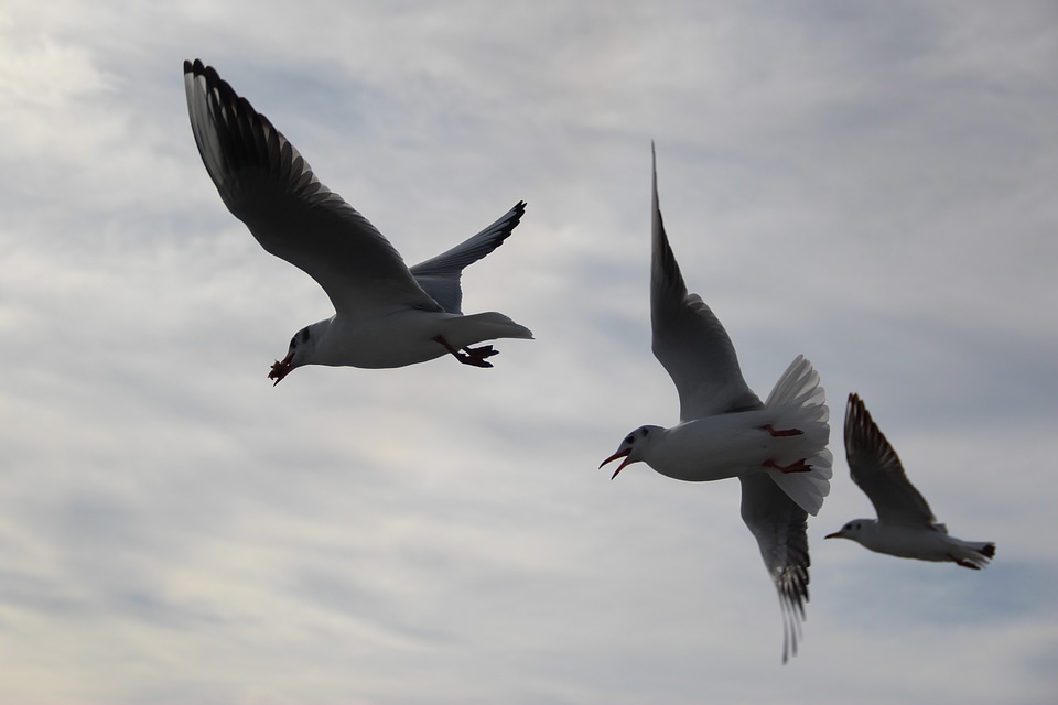 Seagull beach wing