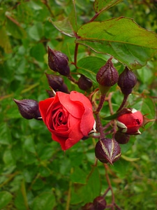 Flower bud nature green