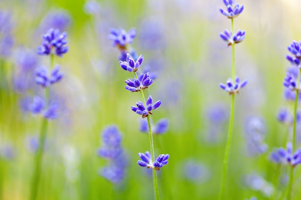 Flora floral flower