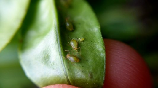Aphids On Hebe photo