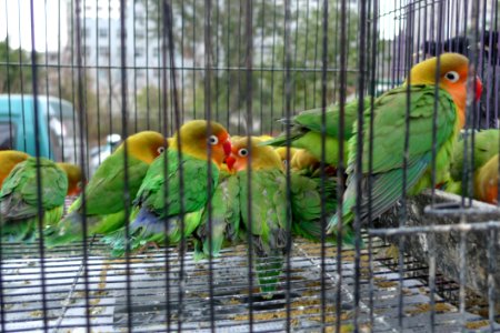 Bird Beak Parrot Natural Material photo