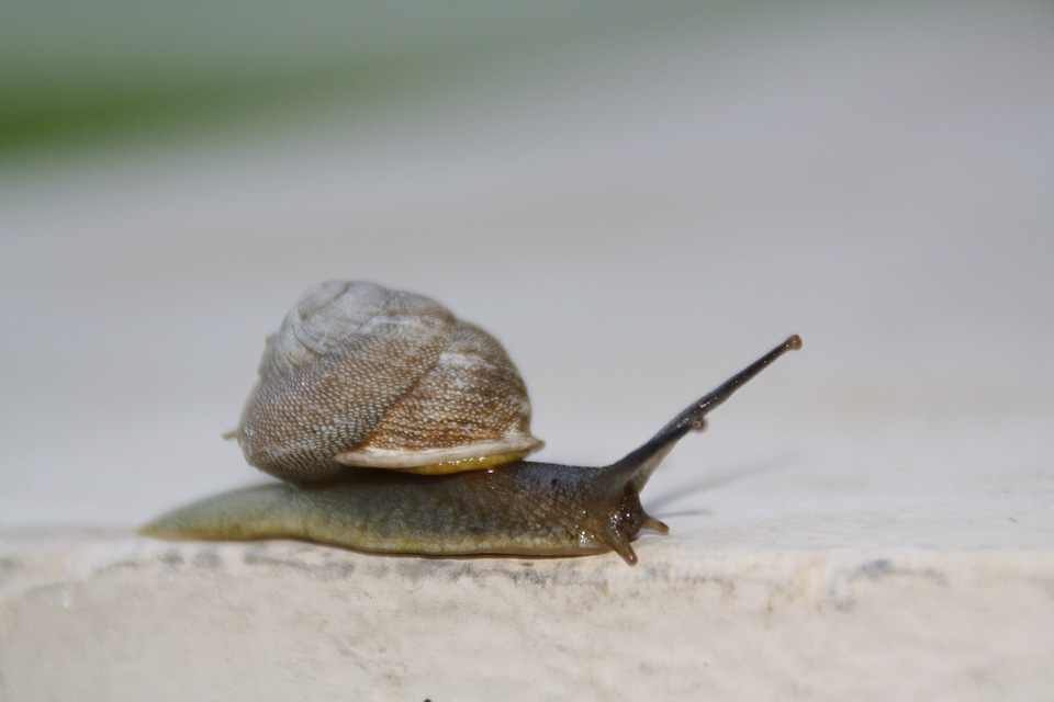 Shell slimy invertebrate