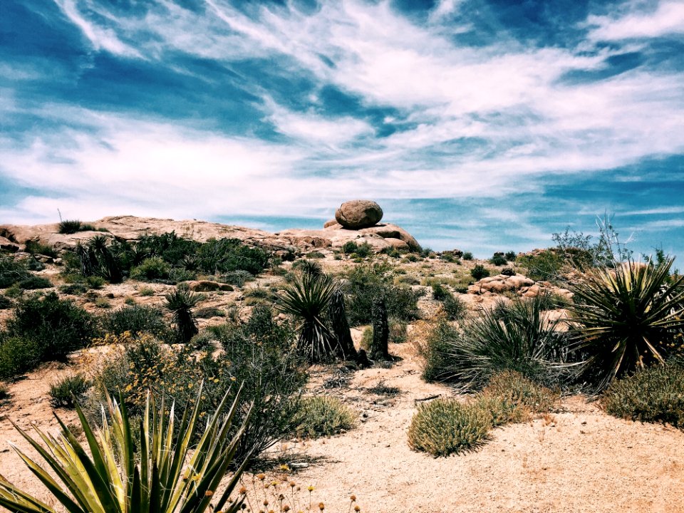 Desert Landscape