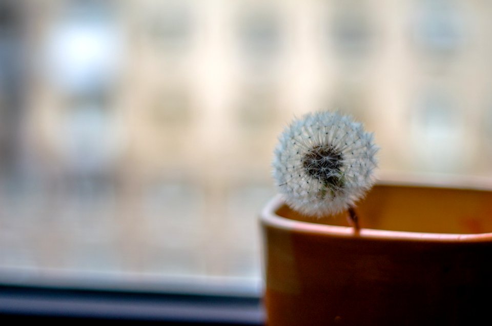 Dandelion Clock In Brown Vase