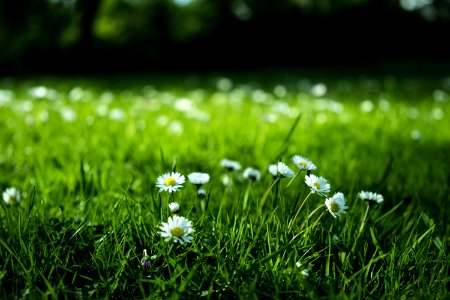 Daisies Blooming In A Meadow photo