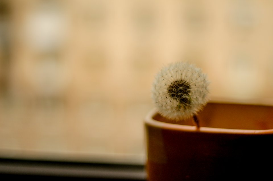 Dandelion Gone To Seed