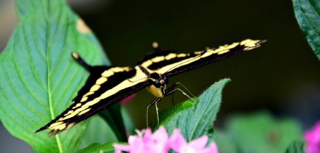 Swallowtail Butterfly