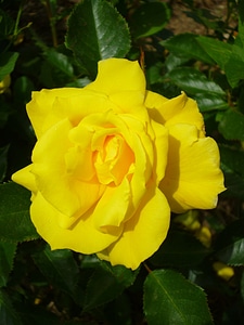 Lemon yellow summer flower nature