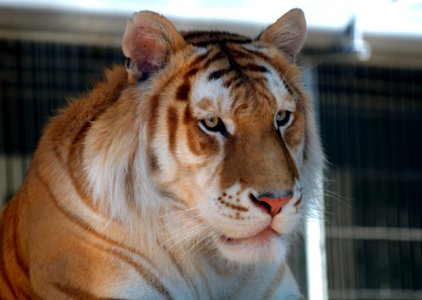 Orange Bengal Tiger 5 photo