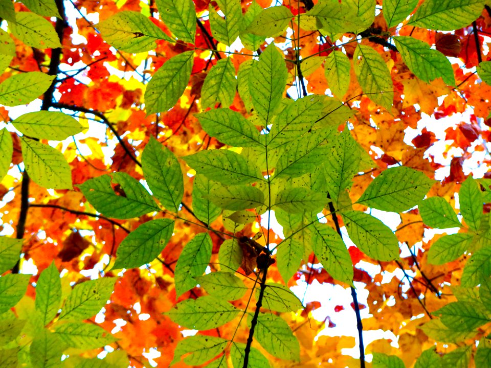 Contrasting Leaves On Trees