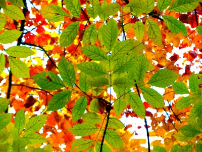 Contrasting Leaves On Trees photo