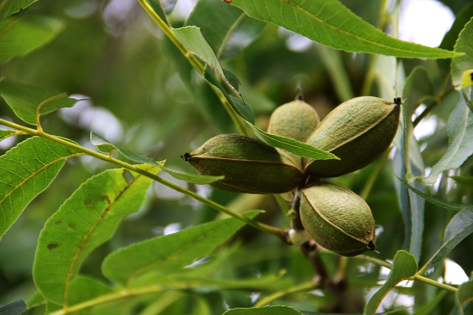 Grove leaves organic