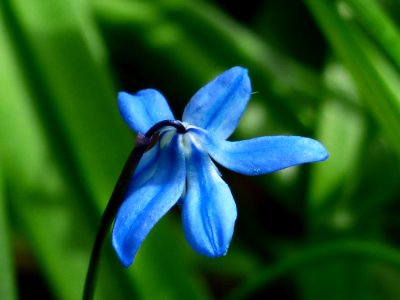 Macro Shot Image Of Blue Flower During Daytinme photo