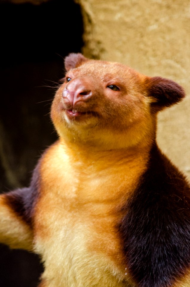 Goodfellows Tree-kangaroo