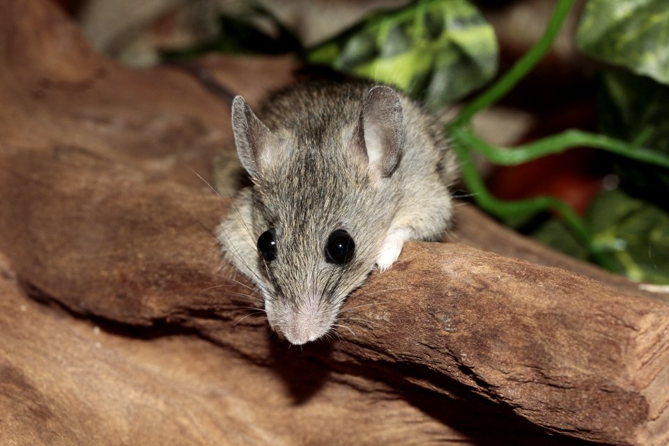 Grey Mouse At The Brown Rock