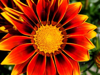 Red And Yellow Gazamia Flower