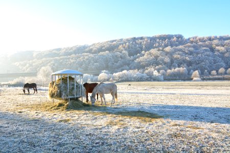 Horses Feeding On Hay On Pasture