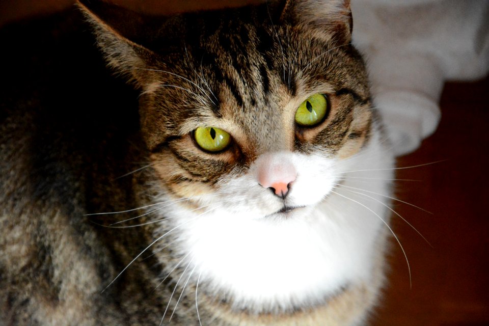 Portrait Of A Tabby Cat