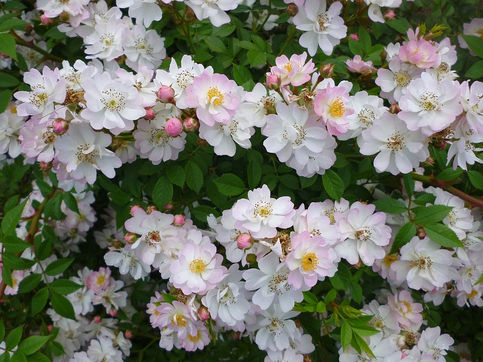 White rose buds nature