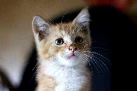 Kitten Closeup photo