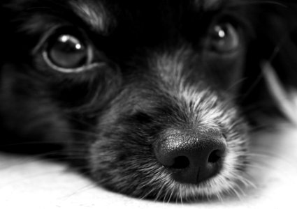 Shallow Photo Of Black Dog photo