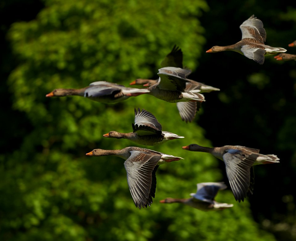 Grey Brown Bird Flying In A Flock