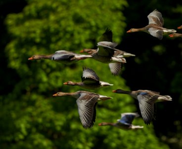 Grey Brown Bird Flying In A Flock photo