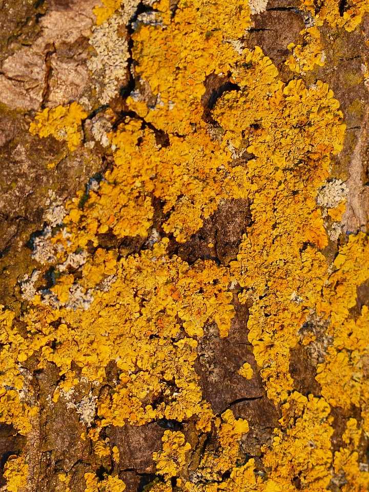 Overgrown ordinary gelbflechte yellow lichen