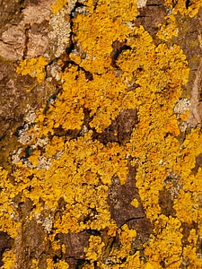 Overgrown ordinary gelbflechte yellow lichen photo