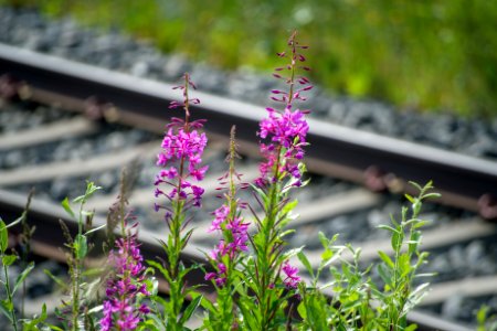 Close-up Of Pink Flowering Plants