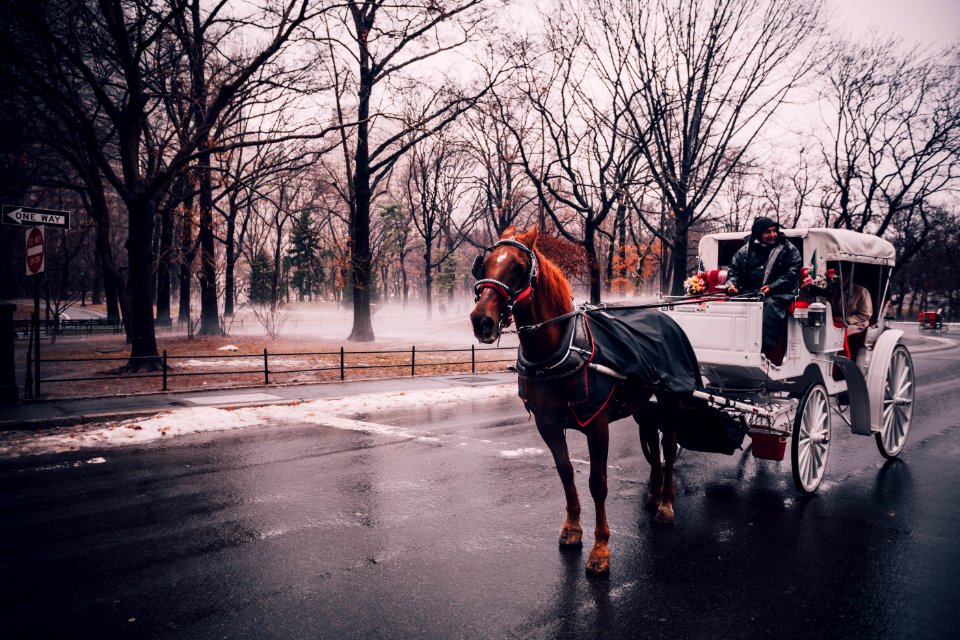 Horse Buggy On Street