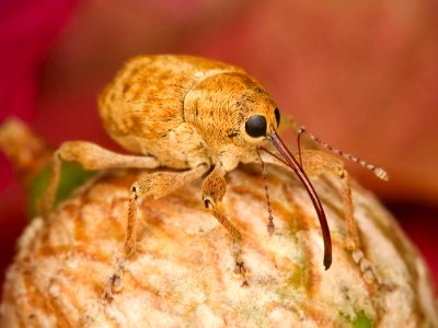 Insect Invertebrate Macro Photography Fauna