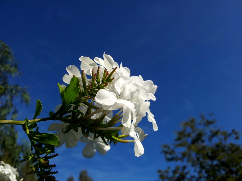 White Flower Sky Flora
