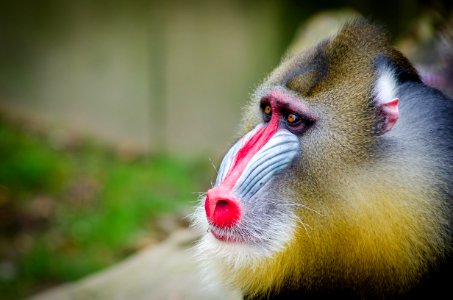 Brown And Beige Baboon photo