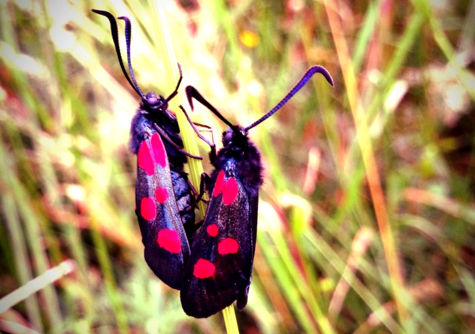 Zygaena Trifolii
